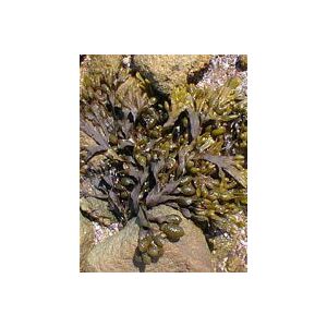 herboplanet TSA FUCUS VESICULOS 50ML