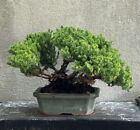 Bonsai Ginepro. Bonsai Shohin 22cm