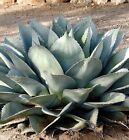 Agave Ovatifolia - Agave A Foglie Ovali (100 Semi)