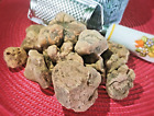 TARTUFO BIANCO FRESCO UMBRIA 50gr III Scelta TUBER MAGNATUM PICO TARTUFI FRESCHI