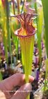 Sarracenia x moorei  Adrian Slack  MK H113 "M"