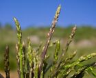 10 PIANTINE ASPARAGI SELVATICI acutifolius radice nuda al secondo anno