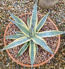 Agave Desertii Desert Pearl Rare Variegated