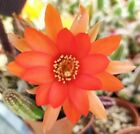 CHAMAECEREUS SILVESTRII POT5.5 CACTUS SUCCULENTE PIANTE GRASSE H