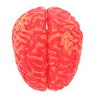 Brain Mold Halloween Fake Brains Creepy Fun Entertainment Man