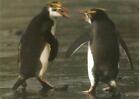 Penguins Bickering Notecard & Envelope Nature Aquarium Planet Zoo Marine Mammal