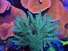 Corallo Acropora Joker Acquario Marino