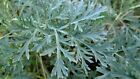 150 Semi Di Artemisia, Assenzio (Artemisia Absinthium)