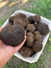 Tartufo Nero  Fresco invernale 500gr- qualità mesentericum - Trüffel - Truffle