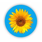 Autoaufkleber Sonnenblume Blauer Kreis L1012 Sticker Aufkleber 12cm