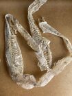 Snake Skin Witchcraft. Taxidermy. Wicca. Chinese Medicine