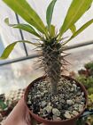 Pachypodium lamerei fo. Fiherense piante grasse cactus succulente