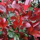 photinia red robin h 150/170cm piante per siepi