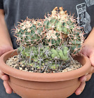 Homalocephala texensis (Echinocactus) MONSTER, BIG PLANT!! ebay-H054