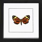 Boisduval s tiger Chetone histrio Framed Day flying moth