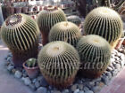 Echinocactus Grusonii cuscino della suocera 100 SEMI + SPEDIZIONE GRATUITA