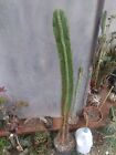 Polaskia chende. H 96 Cm Piante Grasse Cactus Colonnare