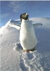 Penguin Waddle Notecard & Envelope Nature Aquarium Planet Zoo Marine Mammal Ctr