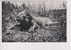 Old Postcard Congo Belge Lion Hunting Big Game Trophy