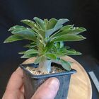 Pachypodium Saundersii, caudex,