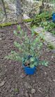 Eucalyptus coccifera bis -15° C Bonsai geeignet