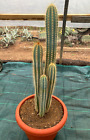 PILOSOCEREUS ODILENSIS - CACTUS - PIANTA DA GIARDINO - H 54 CM