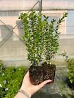 Bosso "Buxus microphylla Faulkner" pianta in vaso ø9 cm FOTO REALE