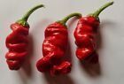 20 semi di Peperoncino Peter Pepper Rosso Red