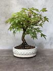 Bonsai di Acero Palmato