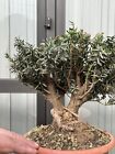 Taxus Baccata - Bonsai Shohin - Tasso