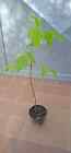 Pianta acero americano in vaso h  50- 60 cm acer negundo  bonsai prebonsai