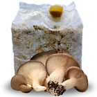 KIT COLTIVAZIONE FUNGHI CARDONCELLI PANI DI FUNGO CARDONCELLO SUBSTRATO 3 KG