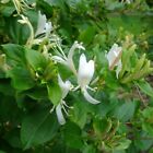 Lonicera Caprifolium (caprifoglio) vaso 18cm H 180cm pianta rampicante