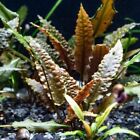 PIANTA PIANTE ACQUARIO CRYPTOCORYNE WENDTII BROWN AQUARIUM LIVE PLANT