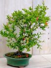 Prebonsai bonsai Melograqno Vaso 16