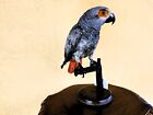 Trofeo Caccia Pappagallo cenerino taxidermy tassidermia birds  imbalsamati