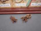 2 Mole Crickets Taxidermy