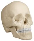 Anatomiche Modello, Cranio, Teschio Osteopatia, 22 Parti