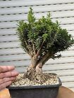 Tax (Tasso) - Bonsai shohin super