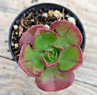 Aeonium Blackmaid vaso ø 5,5cm