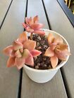 Graptosedum Bronze