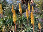 Aloe striatula ° 1 plant