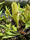 Graines de Sarracenia Purpurea (seedgrown) X Adrian Slack