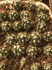 Echinocactus Polycephalus Xheranthemoides 2,5cm Aztekium Copiapoa Ariocarpus