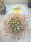 Ferocactus Acanthodes. Piante Grasse Cactus