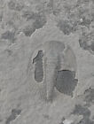 Cambrian fossil Trilobite Malungia laevigata ,very cool, No.a31