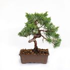 Bonsai Juniperus Chinensis Ito-Igawa - Bonsai Vero Ginepro Stile Giapponese