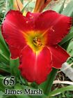 Hemerocallis daylily " James marsh  "  rizoma. giglio bulbo