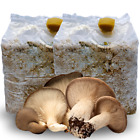 2 KIT COLTIVAZIONE FUNGHI CARDONCELLI PANI DI FUNGO CARDONCELLO SUBSTRATO 3 KG