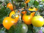 Bolivian Wild Tomato - Orangene Cocktailtomate - 10+ Seeds - Samen - P 131